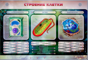 Стенды для кабинета биологии - «globural.ru» - Новоуральск