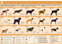 Комплект плакатов "Кинология" - «globural.ru» - Новоуральск