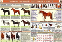 Комплект плакатов "Служебное коневодство" - «globural.ru» - Новоуральск