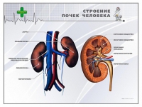 Стенд "Строение почки человека" - «globural.ru» - Новоуральск
