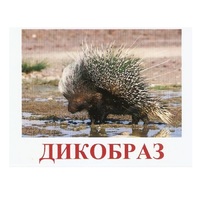 Карточки Домана "Дикие животные-3" - «globural.ru» - Новоуральск
