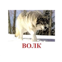 Карточки Домана "Дикие животные-1" - «globural.ru» - Новоуральск