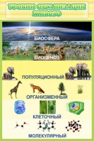 Стенд "Уровни организации живого" - «globural.ru» - Новоуральск