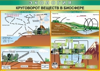 Таблица Круговорот веществ в биосфере 1000*700 винил - «globural.ru» - Новоуральск