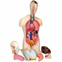 Торс человека разборный (42 см.) - «globural.ru» - Новоуральск