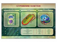 Электрифицированный стенд "Строение клетки" с маркерными полями - «globural.ru» - Новоуральск