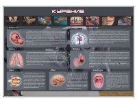 Стенд "Курение" (вариант 1) - «globural.ru» - Новоуральск