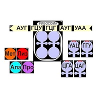 Модель-аппликация "Биосинтез белка" (ламинированная) - «globural.ru» - Новоуральск