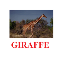 "Wild Animals-1" ("Дикие животные-1") английские карточки Домана - «globural.ru» - Новоуральск