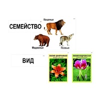 Модель-аппликация "Классификация растений и животных" (ламинированная) - «globural.ru» - Новоуральск