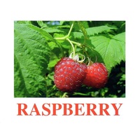 "Berries-1" ("Ягоды-1") английские карточки Домана - «globural.ru» - Новоуральск