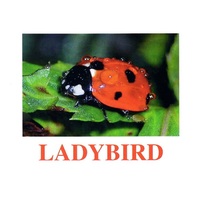 "Insects" ("Насекомые") английские карточки Домана - «globural.ru» - Новоуральск