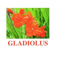 "Flowers-1" ("Цветы-1") английские карточки Домана - «globural.ru» - Новоуральск