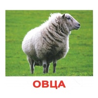 .Карточки Домана "Домашние животные" - «globural.ru» - Новоуральск