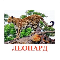Карточки Домана "Дикие животные-2" - «globural.ru» - Новоуральск