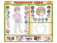 Стенд маркерный "Познаю себя" (тело, голова, органы чувств) - «globural.ru» - Новоуральск