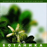 Ботаника. (Цифровая база изображений) - «globural.ru» - Новоуральск