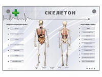 Электрифицированный стенд-тренажер "Скелетон" - «globural.ru» - Новоуральск