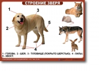 Ознакомление с окружающим миром. 1-4 класс. Комплект таблиц. Наглядные пособия для начальной школы, учебные пособия - «globural.ru» - Новоуральск