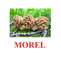 "Mushrooms" ("Грибы") английские карточки Домана - «globural.ru» - Новоуральск
