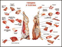 Правила разделки мясных туш "Говядина и телятина" 1000*1400 винил - «globural.ru» - Новоуральск
