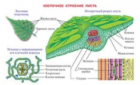 Плакаты и таблицы по биологии - «globural.ru» - Новоуральск