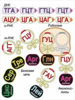Модель-аппликация Биосинтез белка - «globural.ru» - Новоуральск