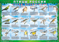 Таблица Птицы России из  4 листов в комплекте 1000*1400 винил	 - «globural.ru» - Новоуральск