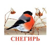 Карточки Домана "Птицы-1" - «globural.ru» - Новоуральск