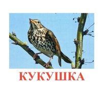 Карточки Домана "Птицы-3" - «globural.ru» - Новоуральск