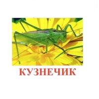 Карточки Домана "Насекомые" - «globural.ru» - Новоуральск