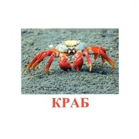 Карточки Домана "Подводный мир" - «globural.ru» - Новоуральск