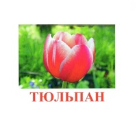 Карточки Домана "Цветы-1" - «globural.ru» - Новоуральск