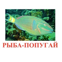 Карточки Домана "Рыбы" - «globural.ru» - Новоуральск