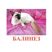 Карточки Домана "Породы кошек" - «globural.ru» - Новоуральск