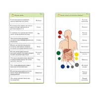 Комплект карточек (10) "Обучающий калейдоскоп. Человек" - «globural.ru» - Новоуральск