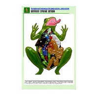 Рельефная таблица "Внутреннее строение лягушки" (формат А1, матовое ламинир.) - «globural.ru» - Новоуральск