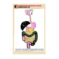 Рельефная таблица "Пищеварительный тракт" (формат А1, матовое ламинир.) - «globural.ru» - Новоуральск