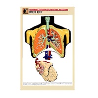 Рельефная таблица "Строение легких" (формат А1, матовое ламинир.) - «globural.ru» - Новоуральск
