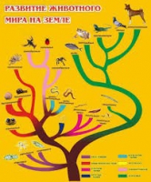 Стенд "Развитие животного мира на земле" - «globural.ru» - Новоуральск