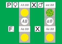 Модель-аппликация Дигибридное скрещивание. Законы Менделя. (набор из 84 карт) - «globural.ru» - Новоуральск