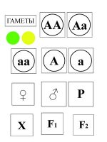 Модель-аппликация Моногибридное скрещивание и его цитологические основы - «globural.ru» - Новоуральск