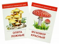 Раздаточные карточки "Грибы съедобные и не съедобные" - «globural.ru» - Новоуральск