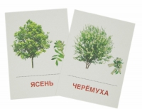 Раздаточные карточки "Деревья и кустарники" - «globural.ru» - Новоуральск
