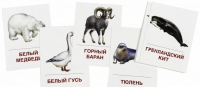 Раздаточные карточки "Животные холодных широт" - «globural.ru» - Новоуральск