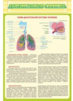 Стенд "Дыхательная система" - «globural.ru» - Новоуральск