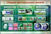 Электрифицированный стенд "Уровни организации жизни" - «globural.ru» - Новоуральск