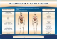 Электрифицированный стенд-тренажер c макетом скелета "Анатомическое строение человека" - «globural.ru» - Новоуральск
