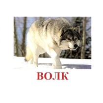 Карточки Домана "Дикие животные-1" - «globural.ru» - Новоуральск