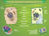 Стенд "Строение животной и растительной клеток" - «globural.ru» - Новоуральск